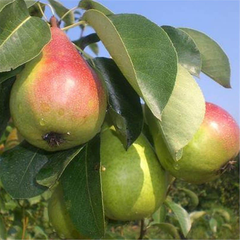 Armut (Etruşka)