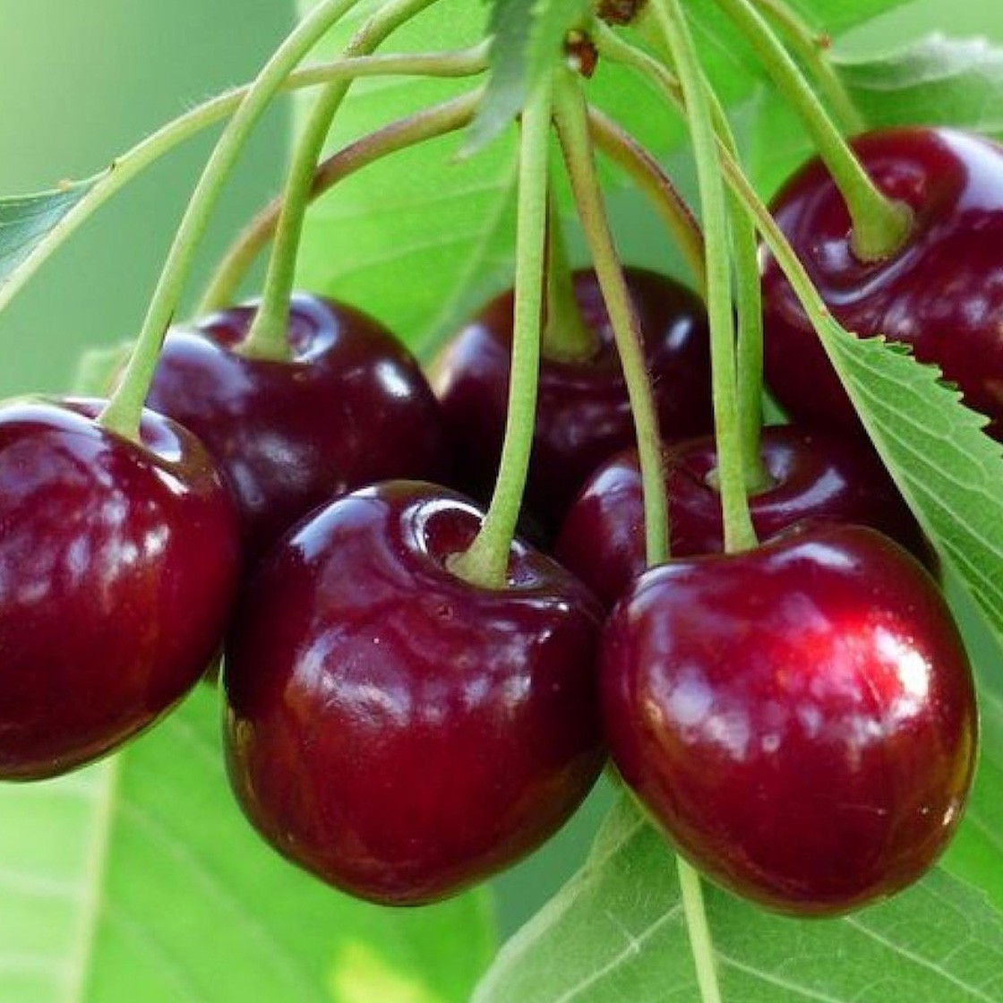 Kiraz (500 Gr)
